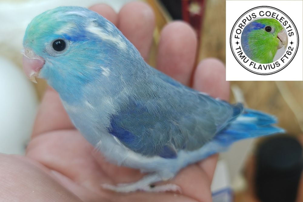 Papagali Forpus coelestis