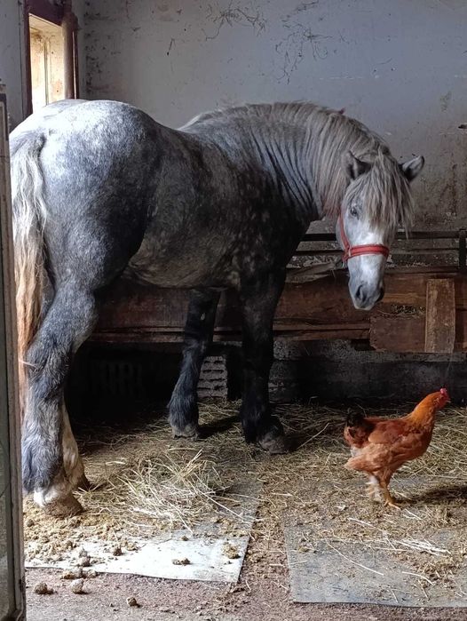 Vând armăsar 2 ani