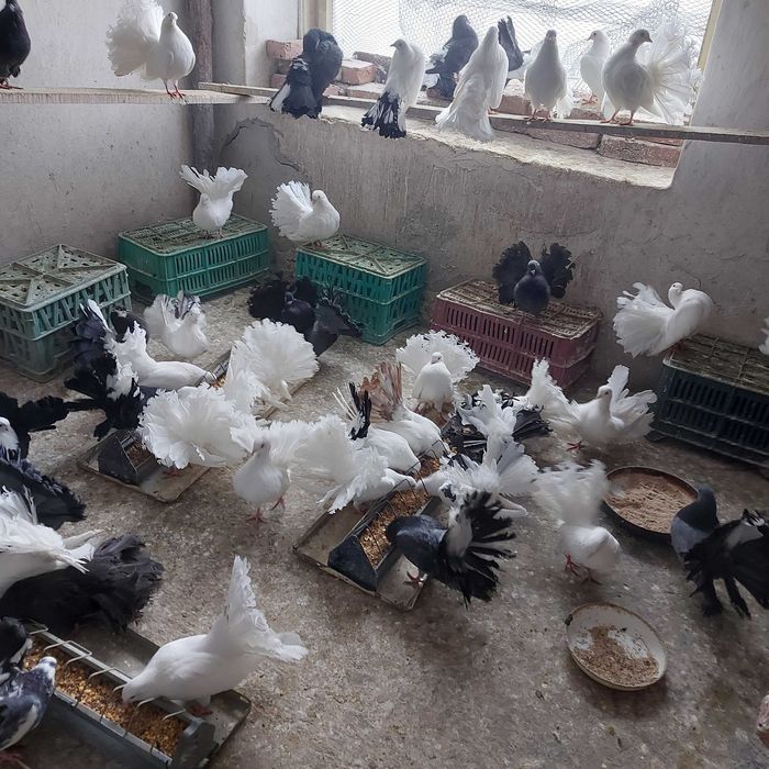 Продавам гълъби Финерлии - бели, сиви и пъстри.