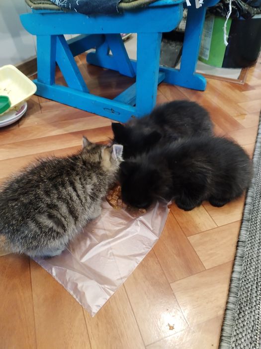 Котята бесплатно
