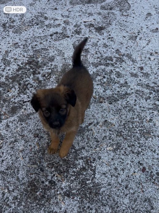 Дарю замечательного щенка