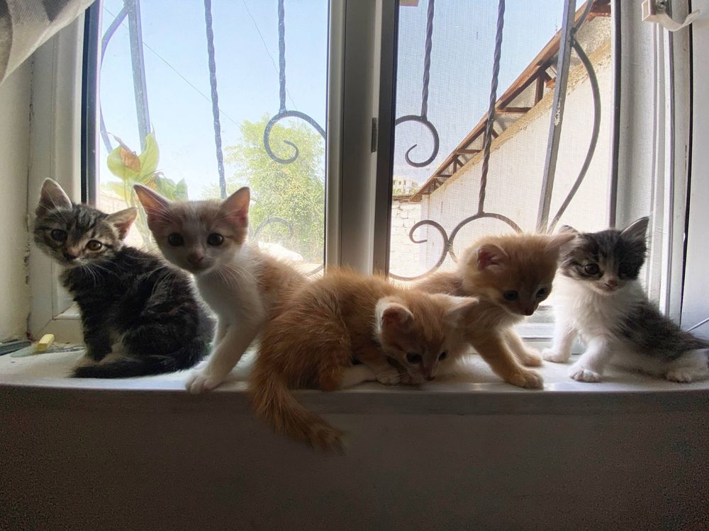 Ищут дом 5 чудесных котят