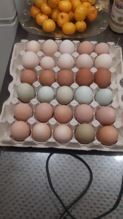 Свежие домашние яйца
