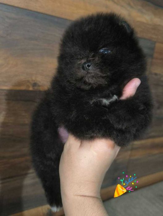 Померанский Шпиц