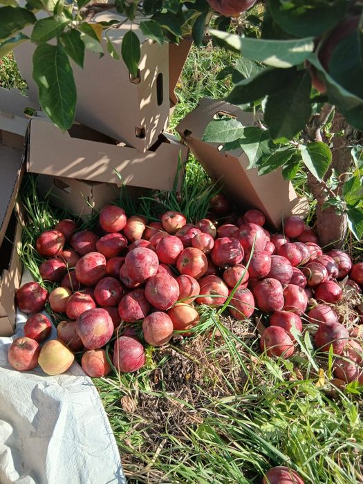 Продам яблоки после сортировки 3 сорт 100 т.