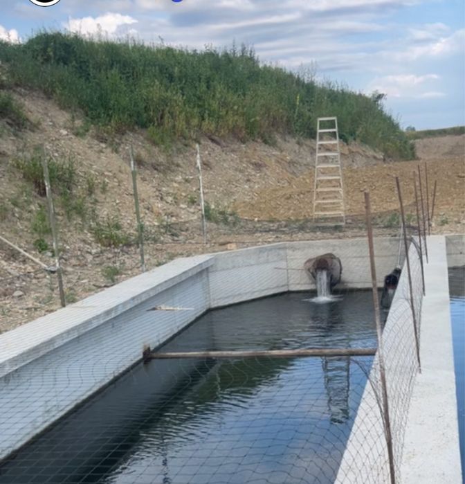 Pastrav curcubeu viu 300 grame