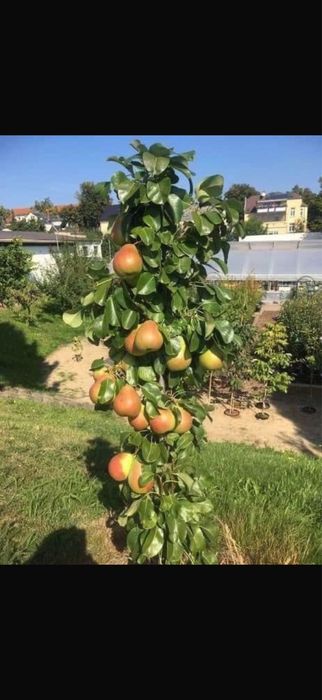 Pomi fructiferi columnari - OFERTA 10+1 GRATIS