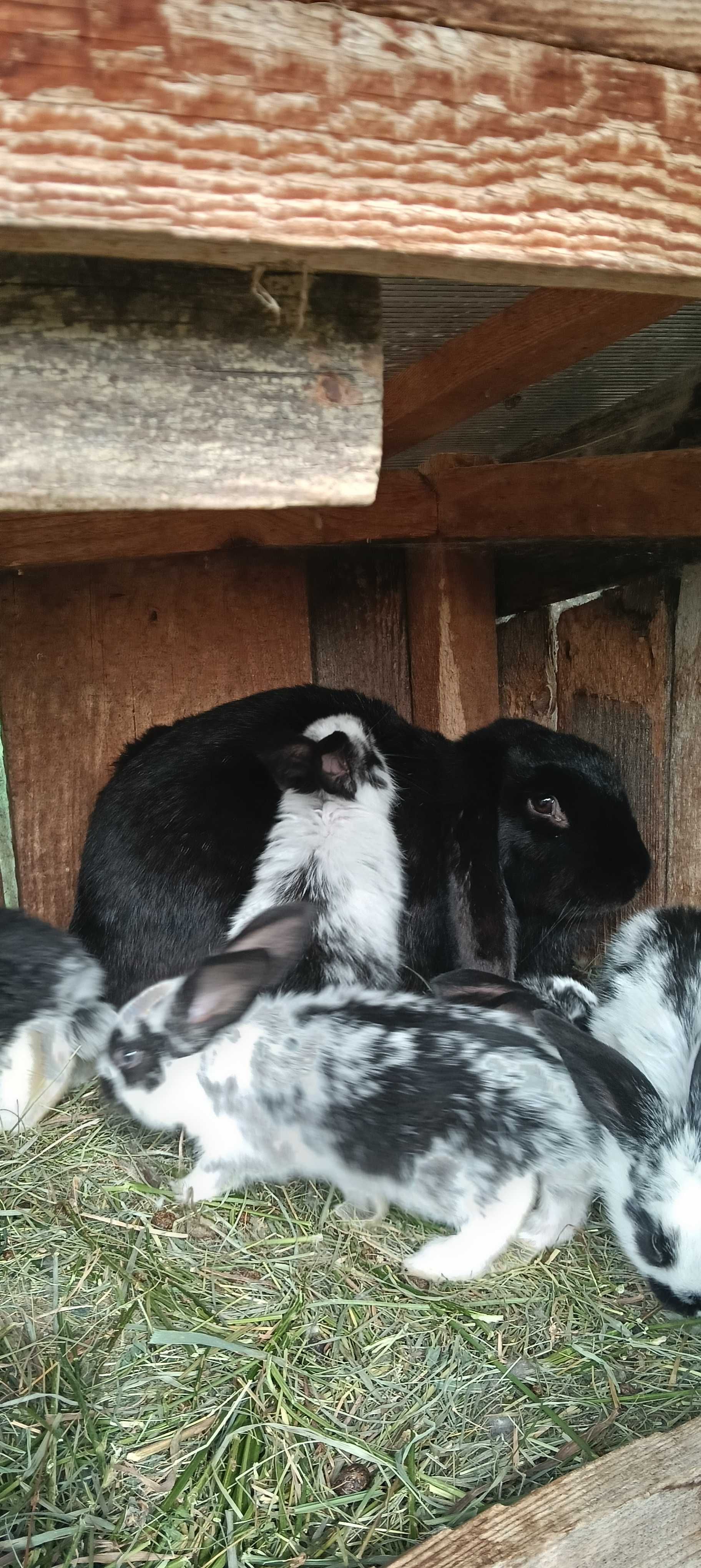 Iepuri mari și mici