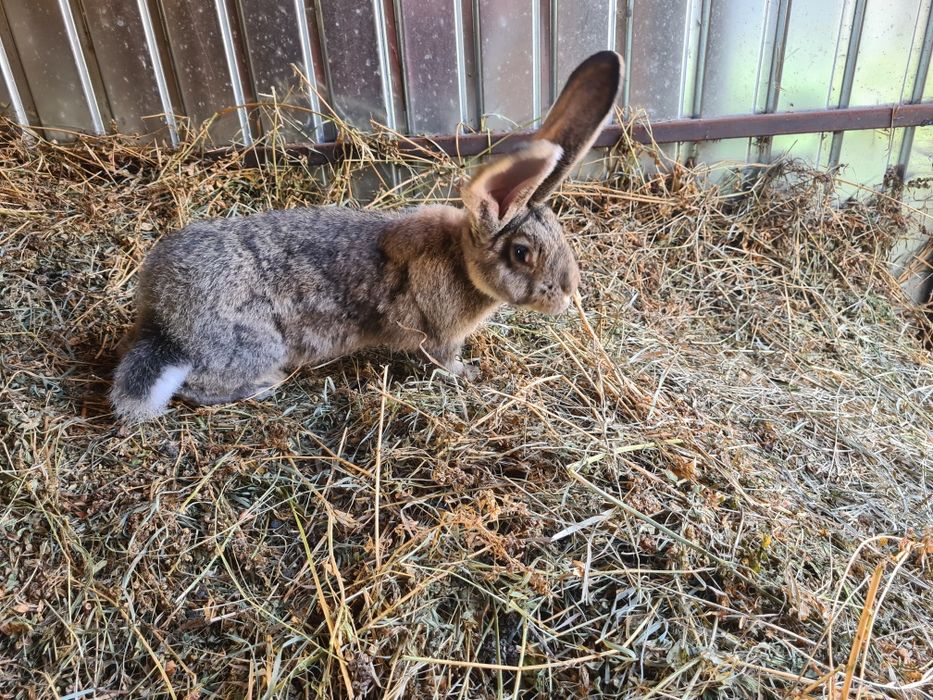 Femela Urias German Gri