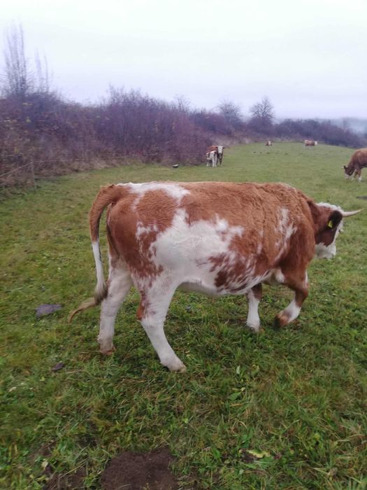 Vand vaci bălțate (bălțata romaneasca)