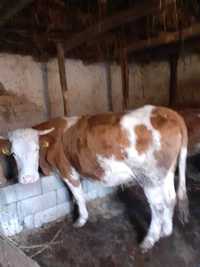 Vaca  de vanzare