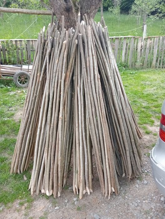 Pari de fasole și de Roșii la 2 lei buc