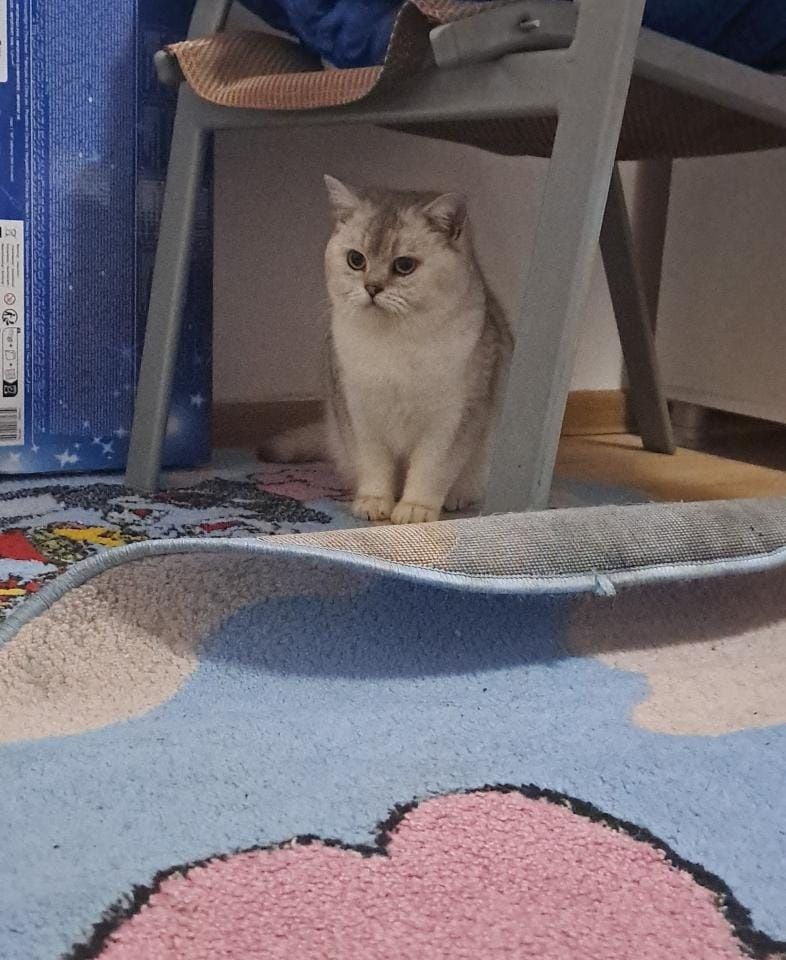 British shorthair chinchila(ns)Pedigree drept de monta!oferta luna Ma
