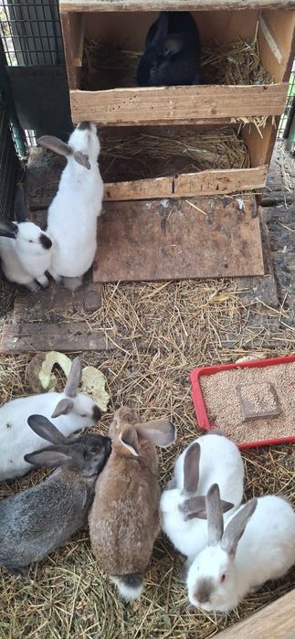 Vând iepuri Californieni și metis