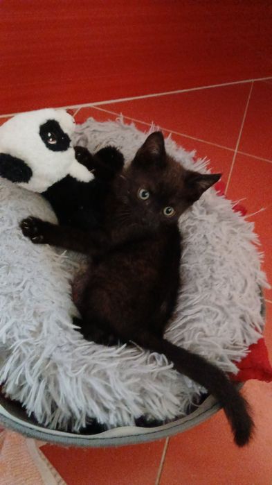 Подарявам малко мъжко котенце