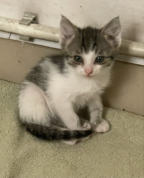 Осеняя реализация двухмесячных  котят завершается