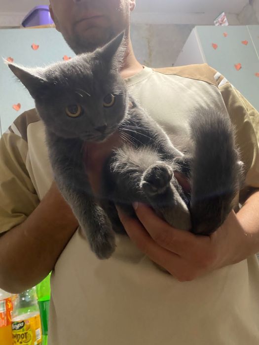 Срочно кошечке дом