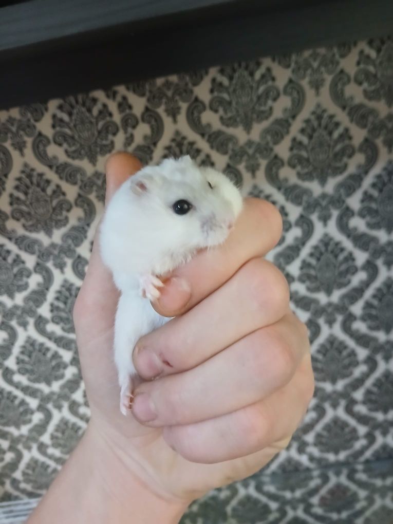 Vând 2 hamsteri pitici masculi
