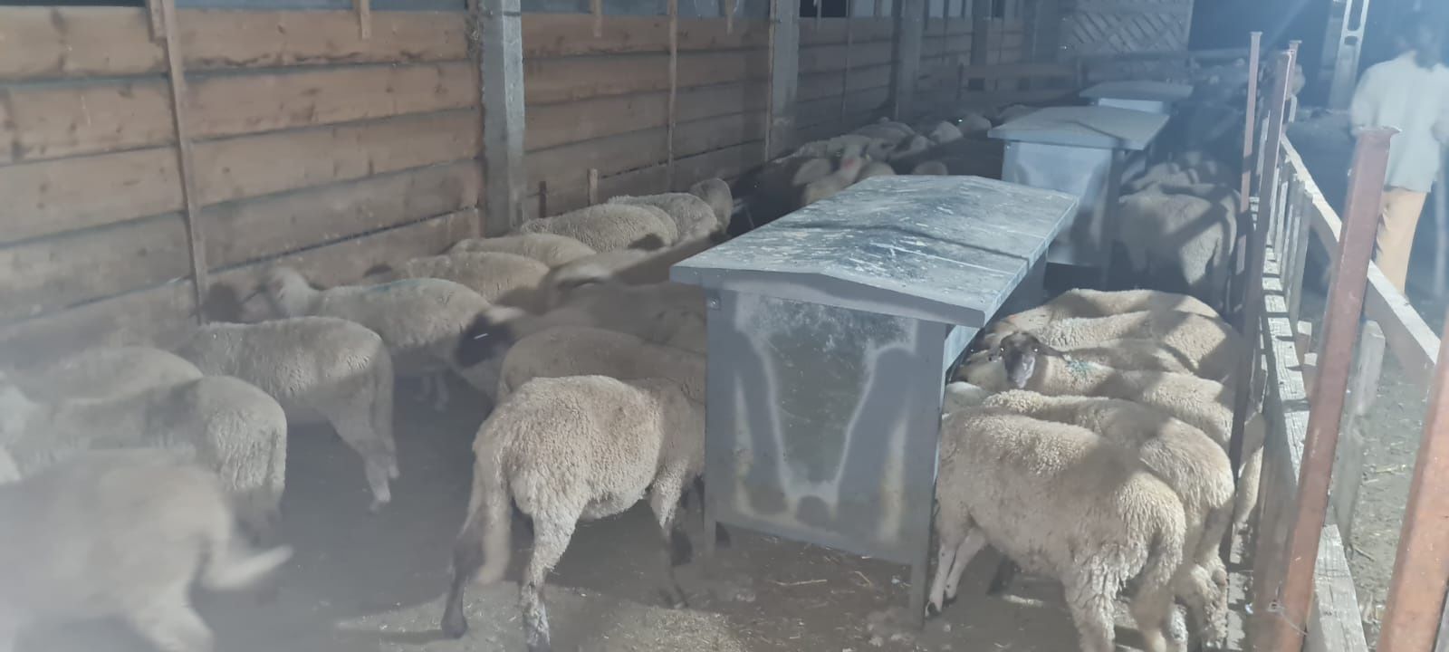 Mieluțe de prăsilă din rasa Țigaie