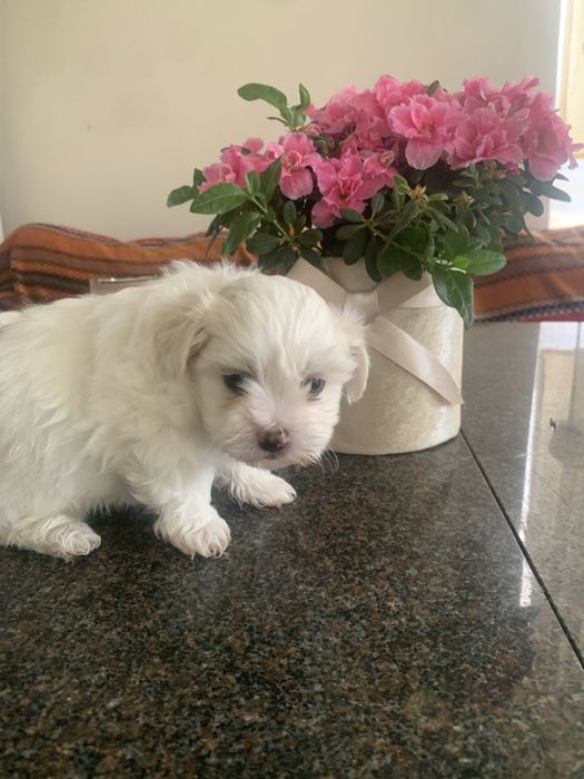 Bichon maltez Mini Toy