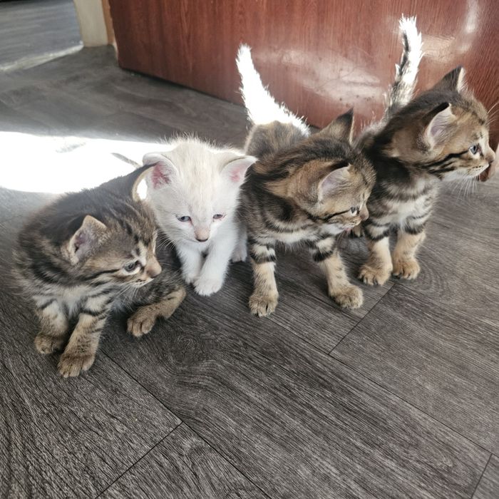 Мушуклар бекорга