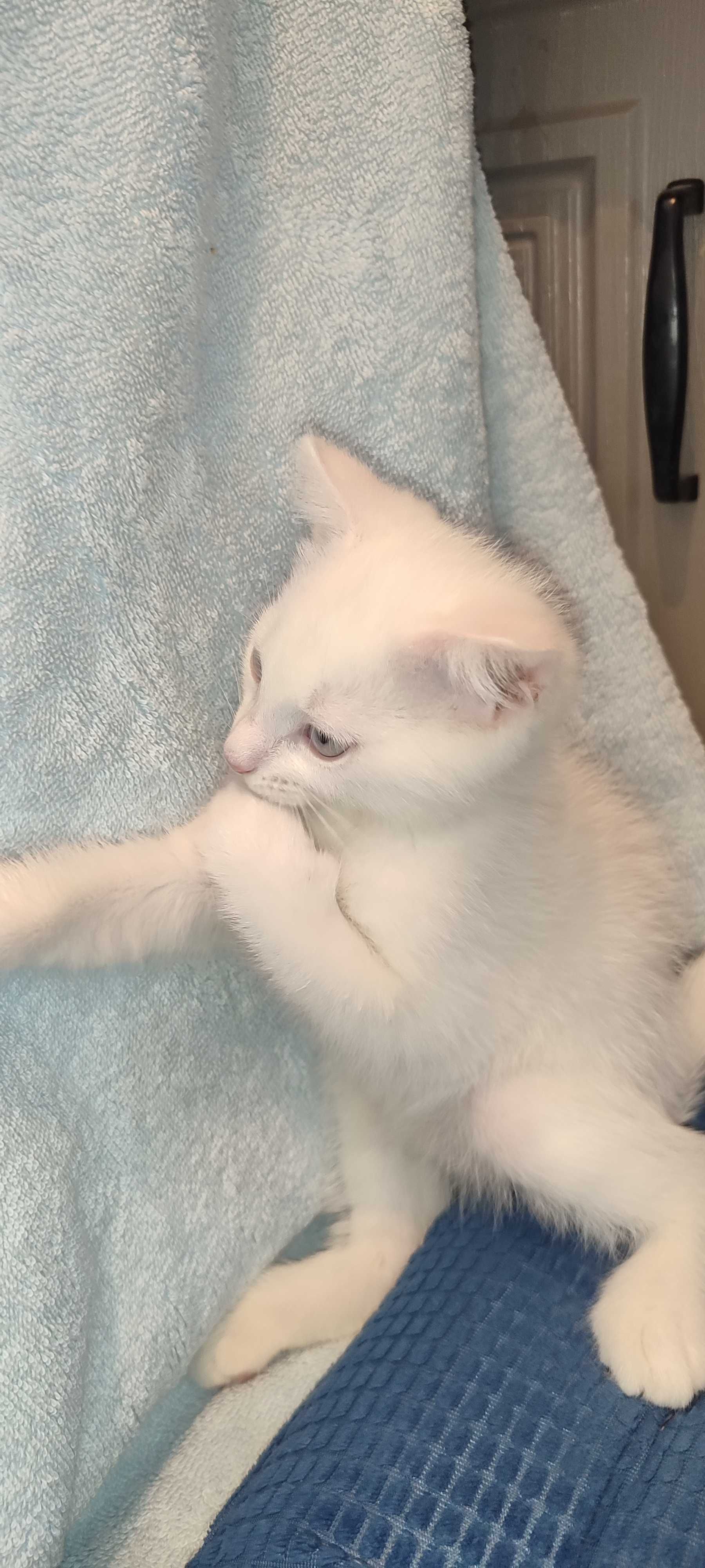 г. Астана. Котята
