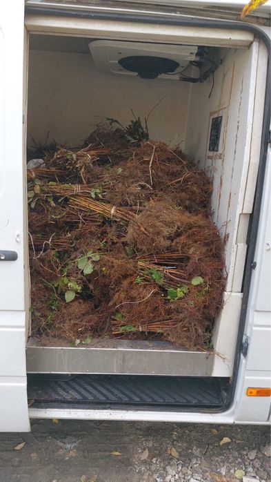 Puieți de zmeură şi căpșuni de diferite soiuri din toată Europa