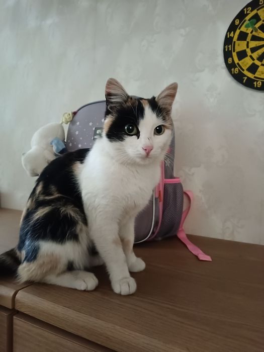 Отдам кошечку в добрые руки