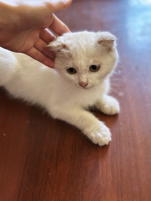 Шотландские  вислоухие  котята