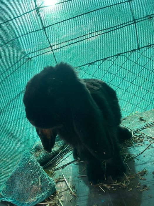 Vand iepurași berbec german