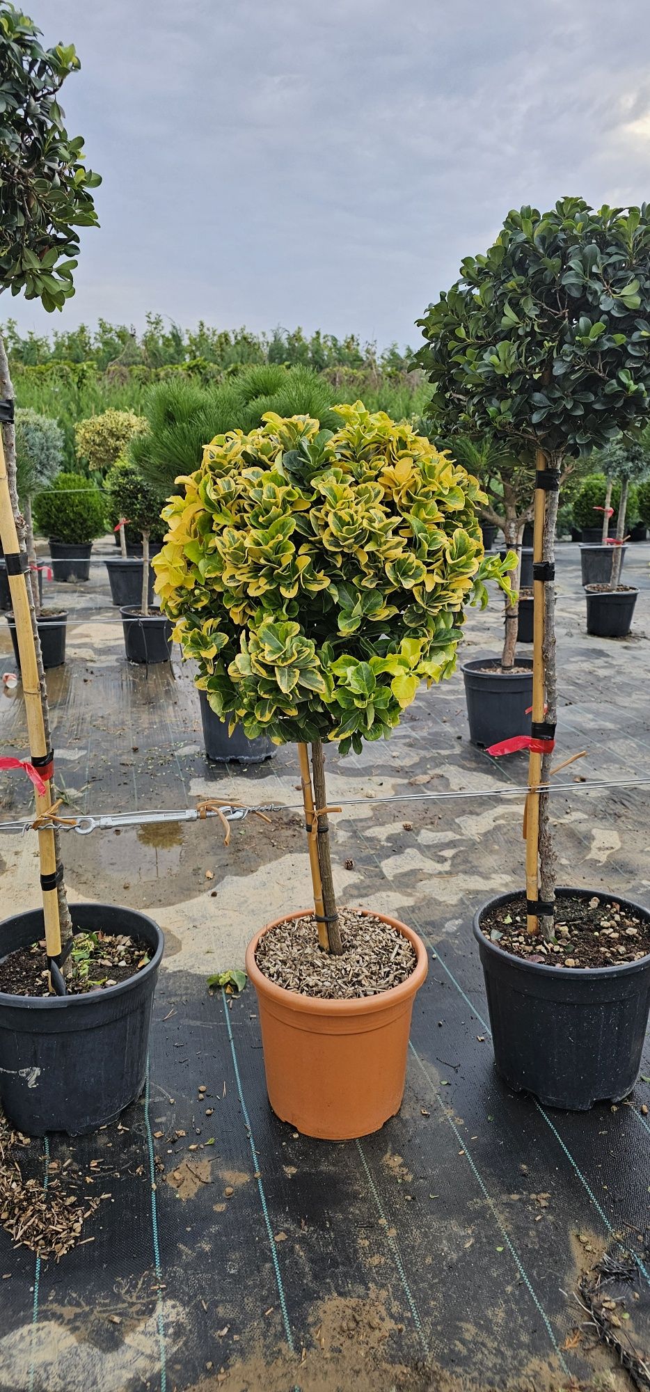 Pin pe tija - Photinia red robin normală și pe spalier