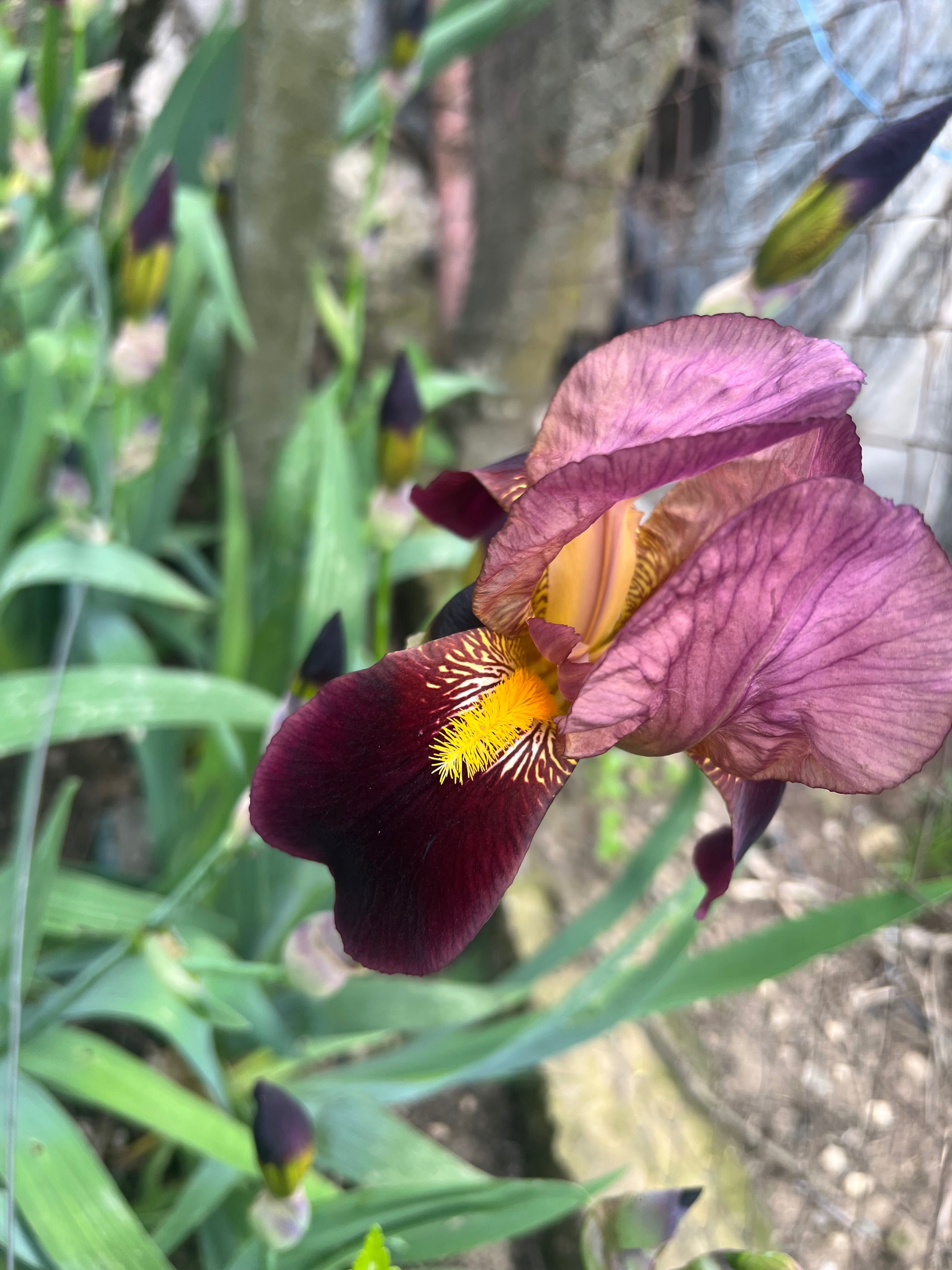 Bulbi de iriși flori plante de vânzare — preț cu bun simt