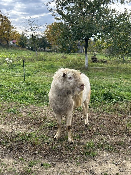 Vând țap saanen