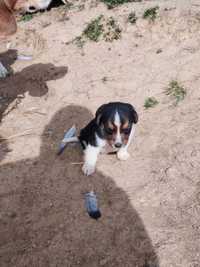 Vând câtea beagle cu cățel