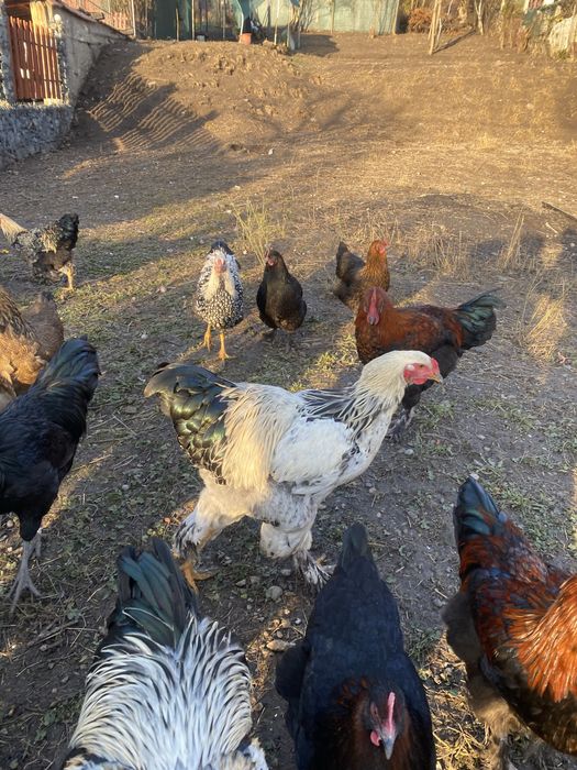 Vand cocosi diferite rase