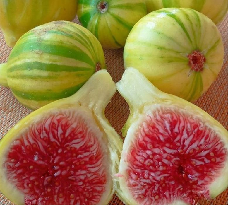 Smochin Firoma deosebit si aclimatizat