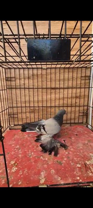 Продается сизые молодняк