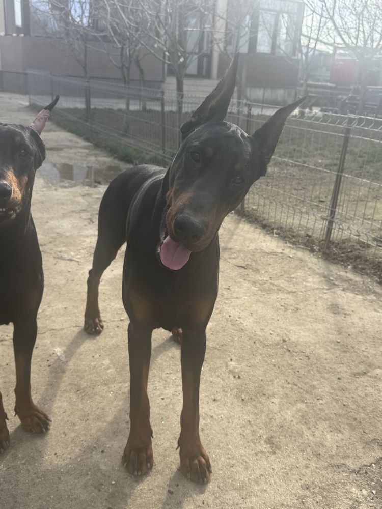 Doberman masculi