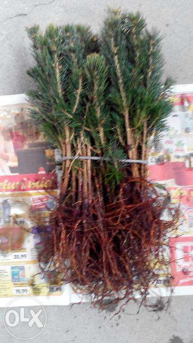 Puieti brad argintiu-soiuri din Danemarca-la super pret!