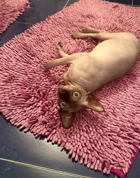 Канадский сфинкс, сладкая девочка, 7 месяцев