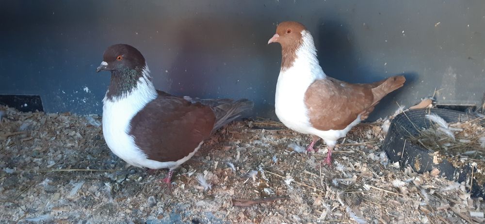 La schimb   porumbei