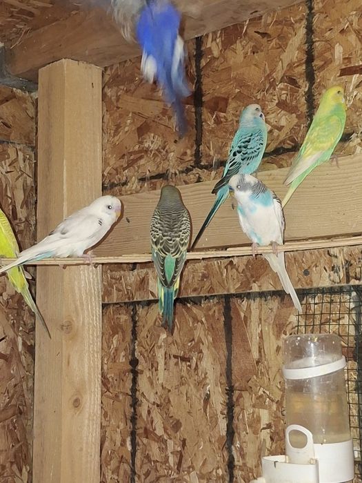 Papagali peruși de vânzare