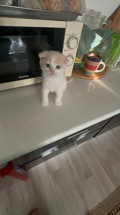 Продаю шотландский котенка 20000