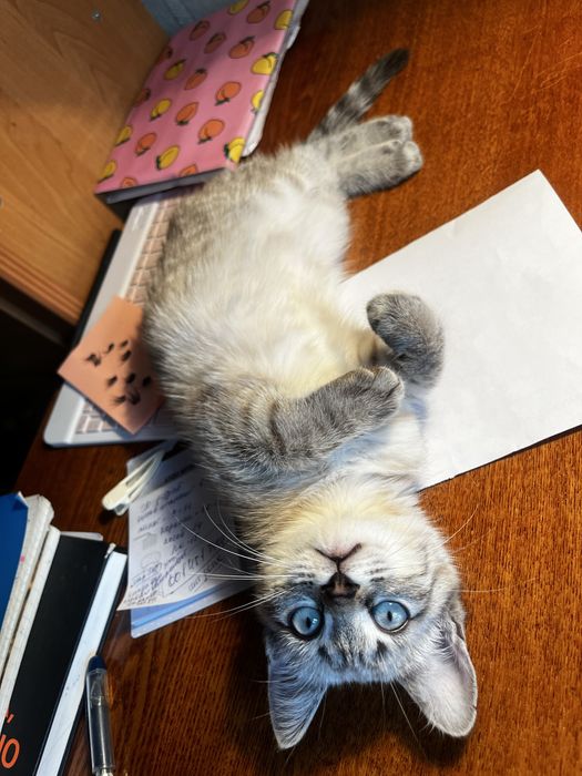 Кошка 5-6 месяцев