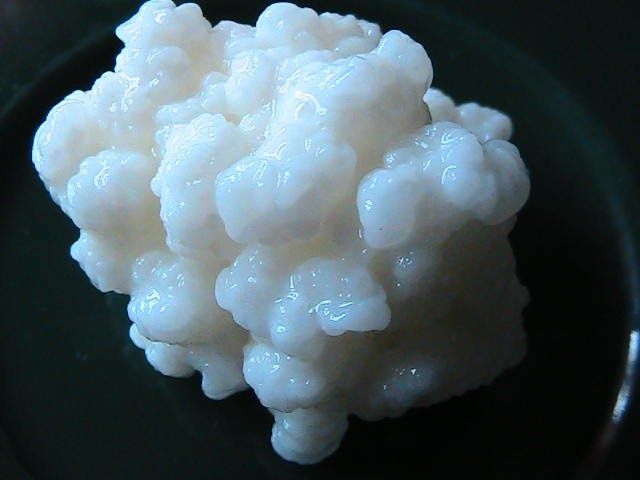 Ciuperca Tibetana pentru kefir