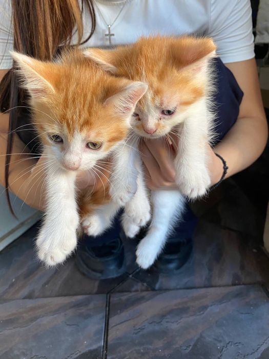 Подарявам 4 страхотни котенца.