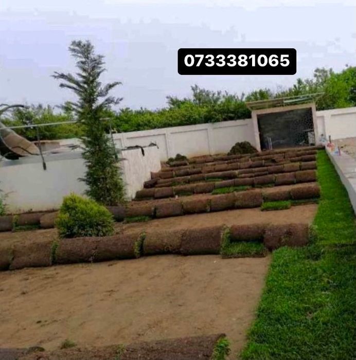 Vând plante ornamentale oriunde în țară execut grătare cascade