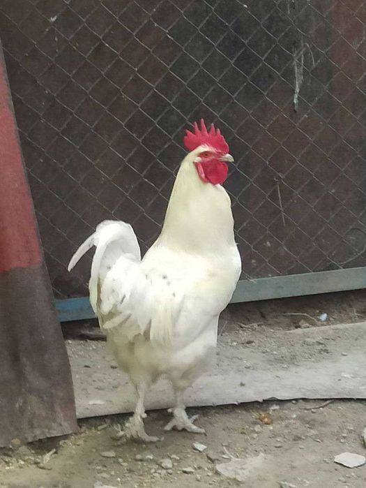 Петух белый, 2 года, домашнее содержание