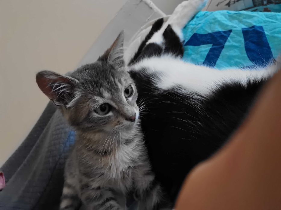 Подарявам женска котка (около 4 мес.)