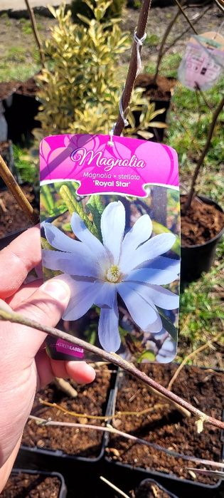 Magnolie soulangeana 150-180 cm crescuta în Ghiveci de 5 L